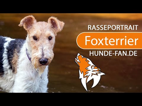 ► Foxterrier [2018] Rasse, Aussehen &amp; Charakter