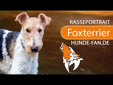Video: Wie Kaufe Ich Einen Wire Fox Terrier-Welpen?