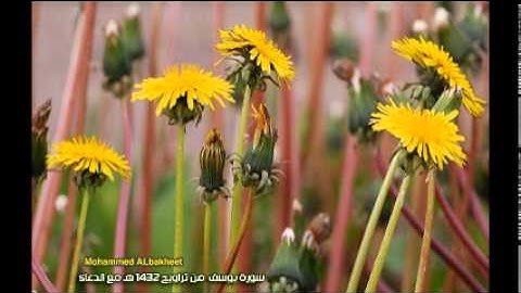 القارئ محمد البخيت ، سورة يوسف .