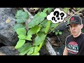 Finding GOLD in Poison Oak Roots