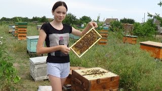 Малоформатный улей -дупло, продолжает развиватся 13.06.2018 пасека Малоформатный улей -дупло, продолжает развиватся 13.06.2018 пасека