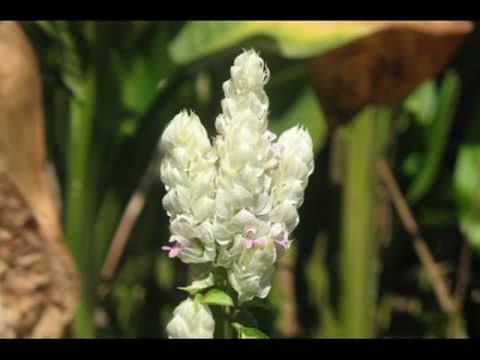 Photos and, Sleep walk in ukulele  very nice!