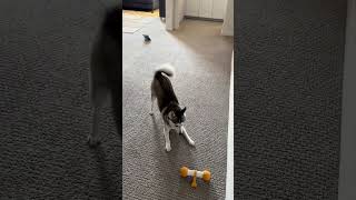 Sapphie the pomsky zoomies activate with new toy