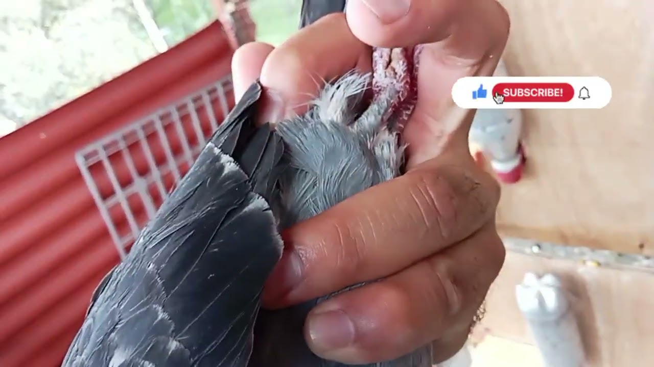 CIERRE CON LOS PALOMOS DE  #SEDUCCIÓN Y REPEODUCTORES