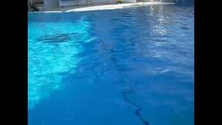 дельфины -афалины черноморские