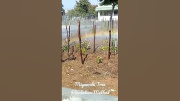 Creating forest in a short span of time by using miyawaki plantation method