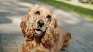 Top 5 Cocker Spaniel Ownership Challenges | Dog Corner Explains