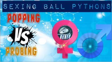 How to sex BALL PYTHONS