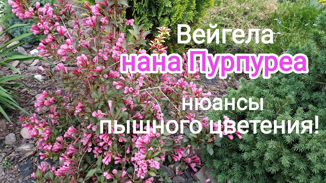 ВЕЙГЕЛА нана ПУРПУРЕА. Нюансы пышного цветения!