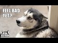 Husky Uses Puppy Eyes On Nan For Forgetting Biscuit!