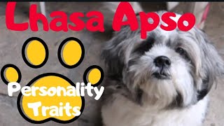 LHASA APSO INTERESTING  FACTS AND PERSONALITY TRAITS