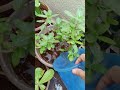 Happiness is Nature 🌿🌸🧑‍🌾 #gardening #garden #happiness #sukoon #plantlover #flowerpower #neelamojha