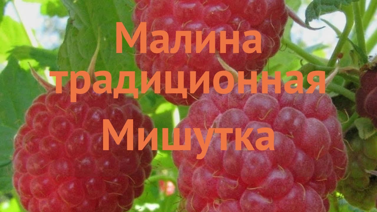 Сорт малины мишутка. Малина Мишутка описание сорта.