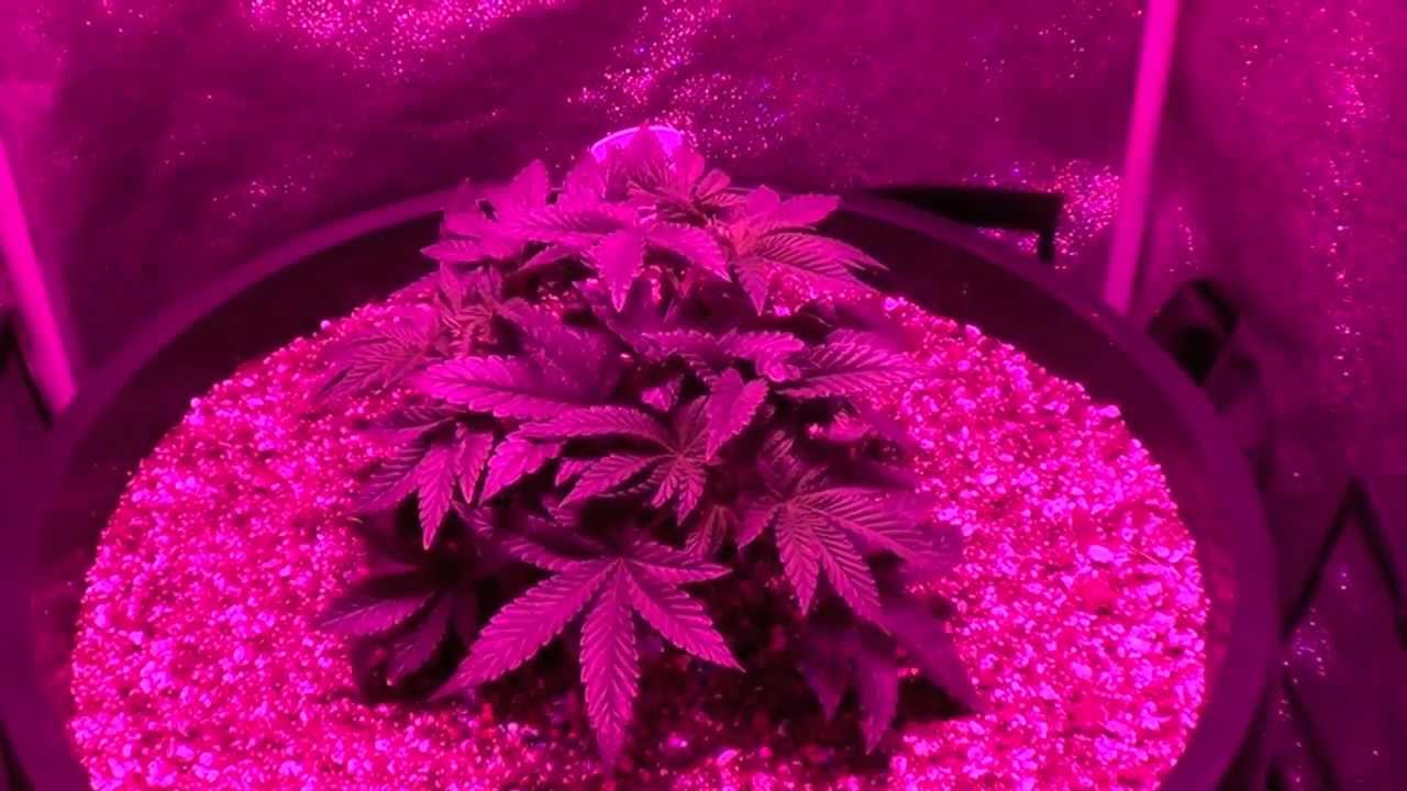 DNA Genetics LA Confidential Veg Update