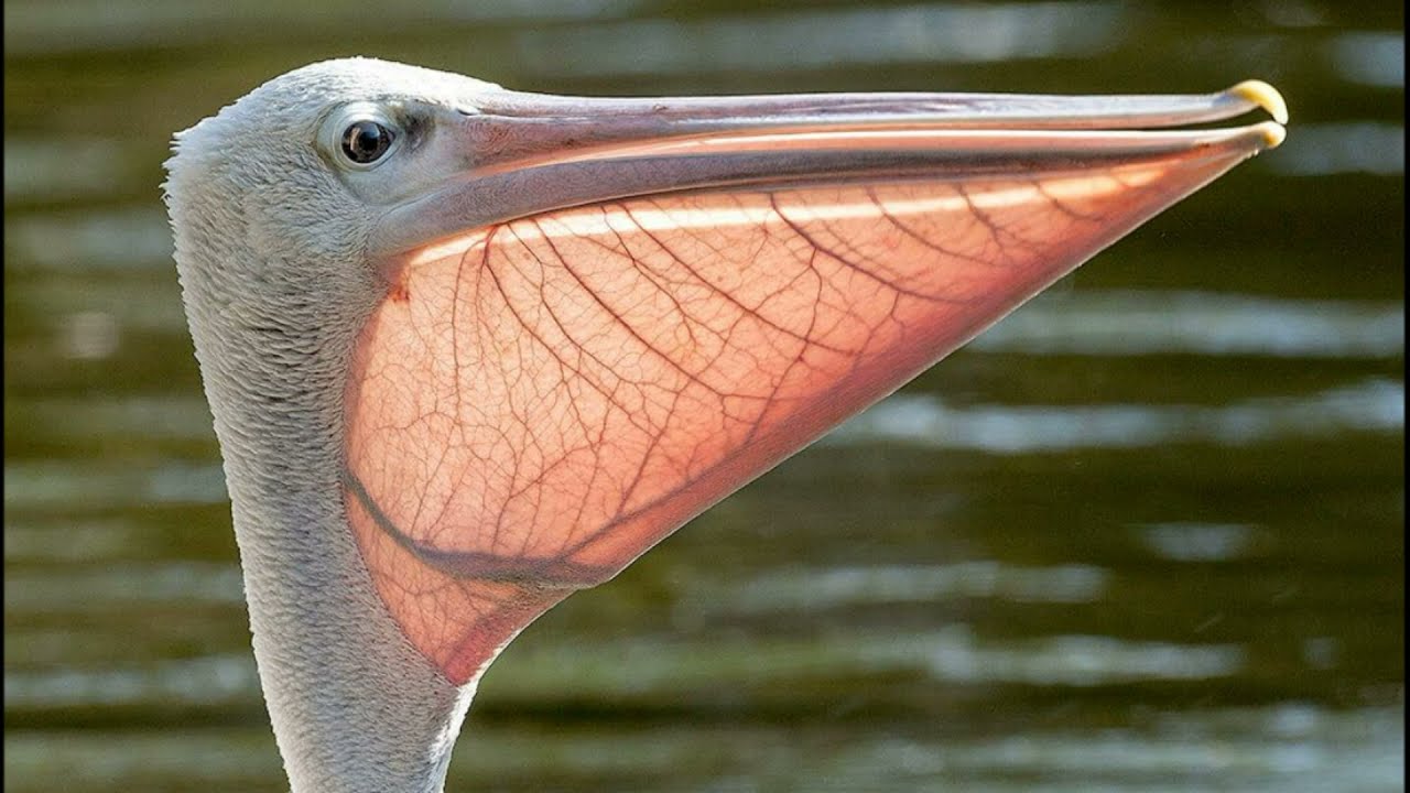 Рыба из клюва пеликана геншин. Розовоспинный Пеликан. Птица с клювом пеликана. Пеликан водоплавающая птица. Пеликаны Пеликанообразные.