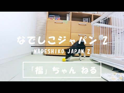 ポメラニアンの福 105 なでしこジャパン2 Pomeranian Nadeshiko Japan 2 Youtube