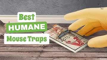 Best Humane Mouse Traps: Safe and Effective Solutions for Your Home | The Guardians Choice