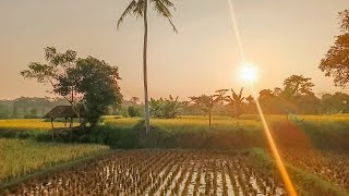 Suasana Sore Di Kampung Aktivitas Warga Di Sawah, Suasana Pedesaan Ciracap Sukabumi