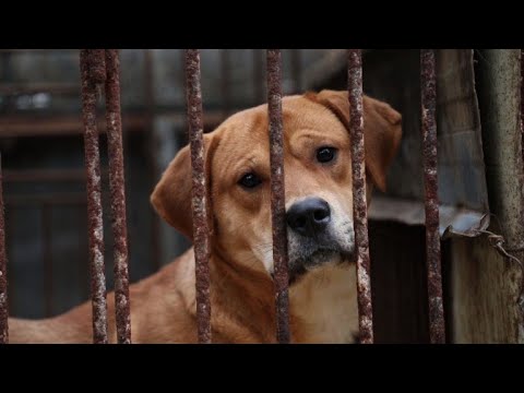 Vidéo: Des Chiens élevés Pour La Viande En Corée Du Sud Commencent Une Nouvelle Vie Aux États-Unis