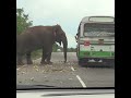 A wild elephant came to the main road | 野生のゾウが幹線道路にやって来た | Wildlife | Animals | Elephant #shorts