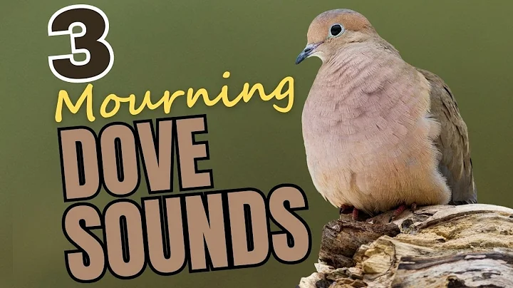 3 Mourning Dove Sounds & What They Mean