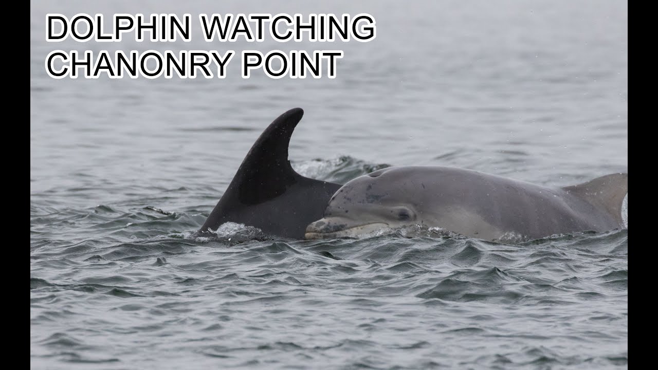 BOTTLENOSE DOLPHINS | CHANONRY POINT | BLACK ISLES | INVERNESS