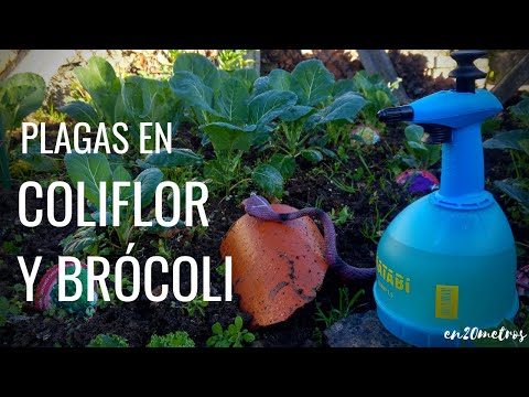 Video: Plagas comunes de la coliflor: qué hacer con los insectos en las plantas de coliflor