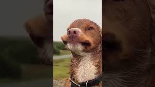 Cocker Spaniel Mylo genießt die kalte Brise #hund #sturm #shorts