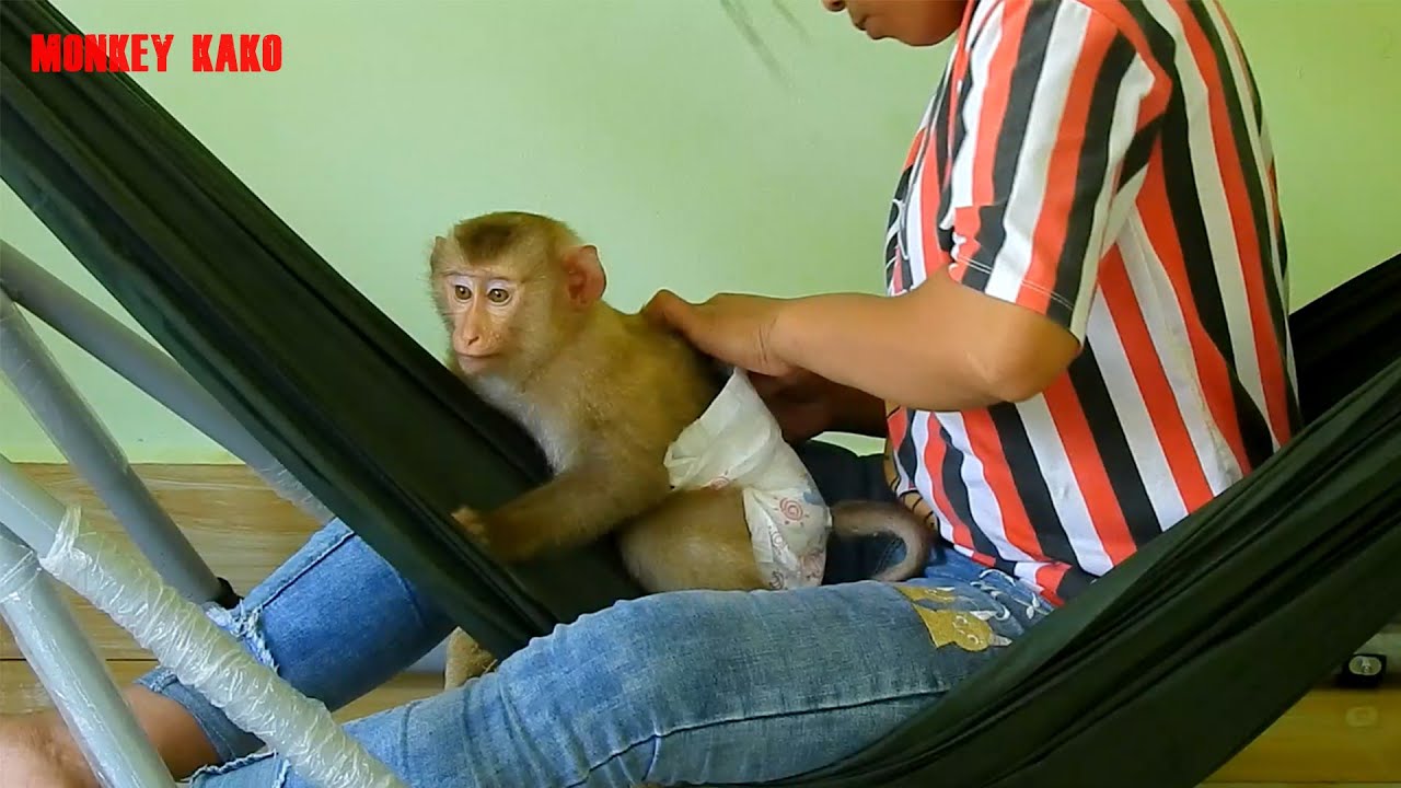 Adorable Monkey Kako Wearing Diaper And Eating Egg Cake