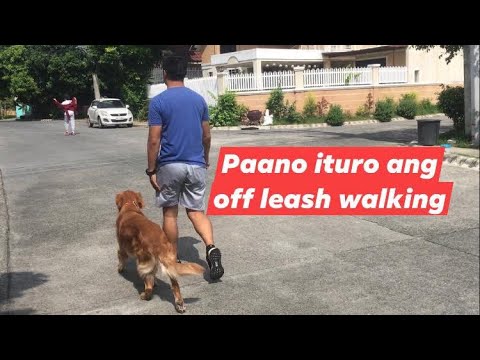 Video: Paano Turuan Ang Iyong Aso Na Humingi Ng Lakad