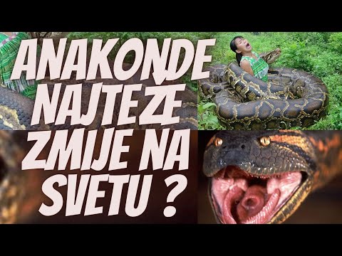 Anakonde, Najteže Zmije na Svetu