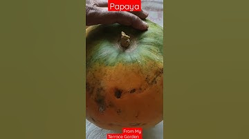 #Papaya #TerraceGarden #ShoaibAlam #YouTubeShorts