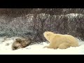 PBI Polar Bear Season 2022 - Polar Bear mom and a very cute cub!