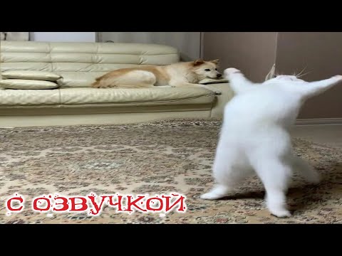 видео: Приколы с котами! Смешные коты  С ОЗВУЧКОЙ! Самые смешные животные! - ДО СЛЁЗ!