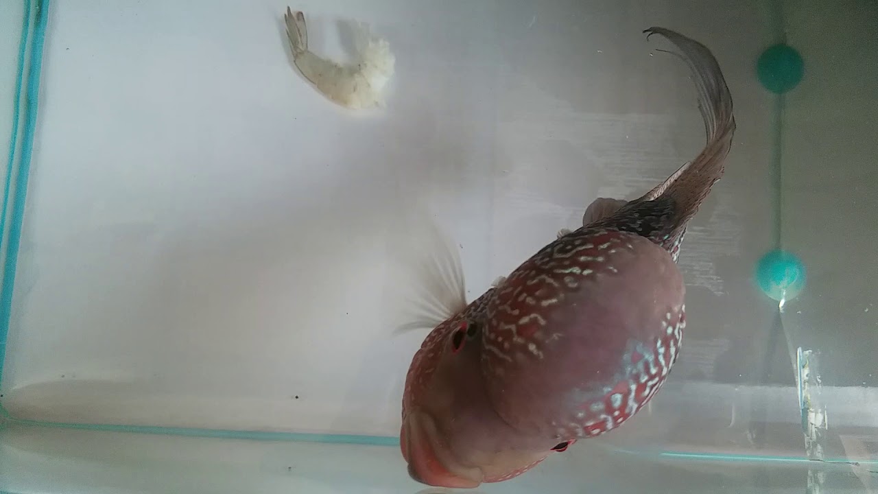 FlowerHorn_eat_shrimp YouTube