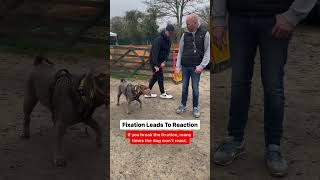 Fixation Leads To Reaction….….#dog #training #advice #viral #shorts