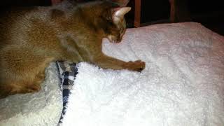 Abyssinian Cat Larry Kneads blanket to soothe himself by LitterNose 1,294 views 4 years ago 22 seconds