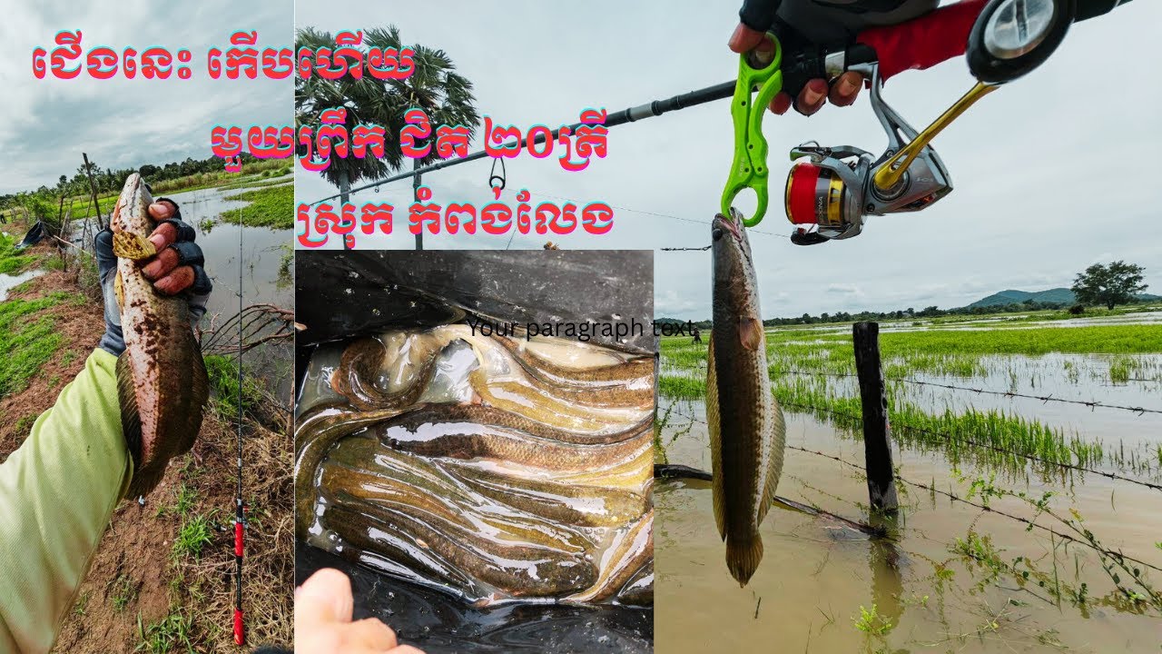 សប្បាយវាត់ណាស់ត្រីស្រែ តែមានខ្នាតៗ​​ 