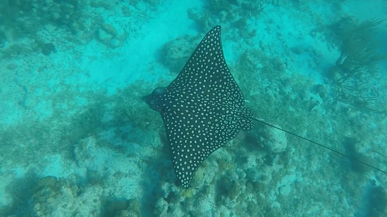 Snorkling Tobago cays