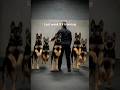 German shepherd puppies last week of training #k9 #germanshepherd #puppy #dog #fyp #trending #viral