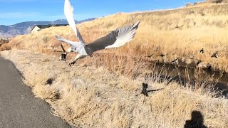 Siberian goshawk Jasmine. 2017