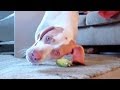 Dog Rolls on Pickle: Cute Dog Maymo