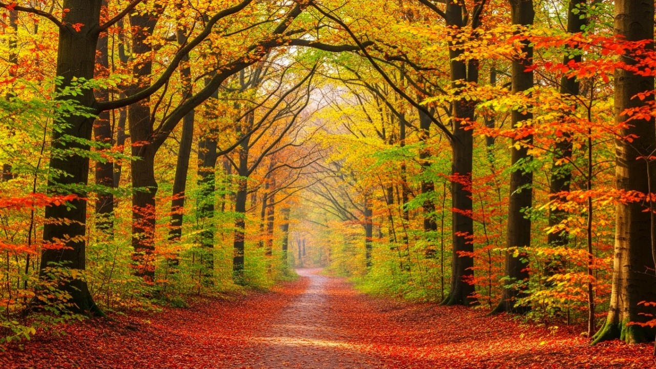 RELAXATION MUSIC FOR THE NERVOUS SYSTEM 🍂 PEACEFUL SLEEP & ANXIETY RELIEF