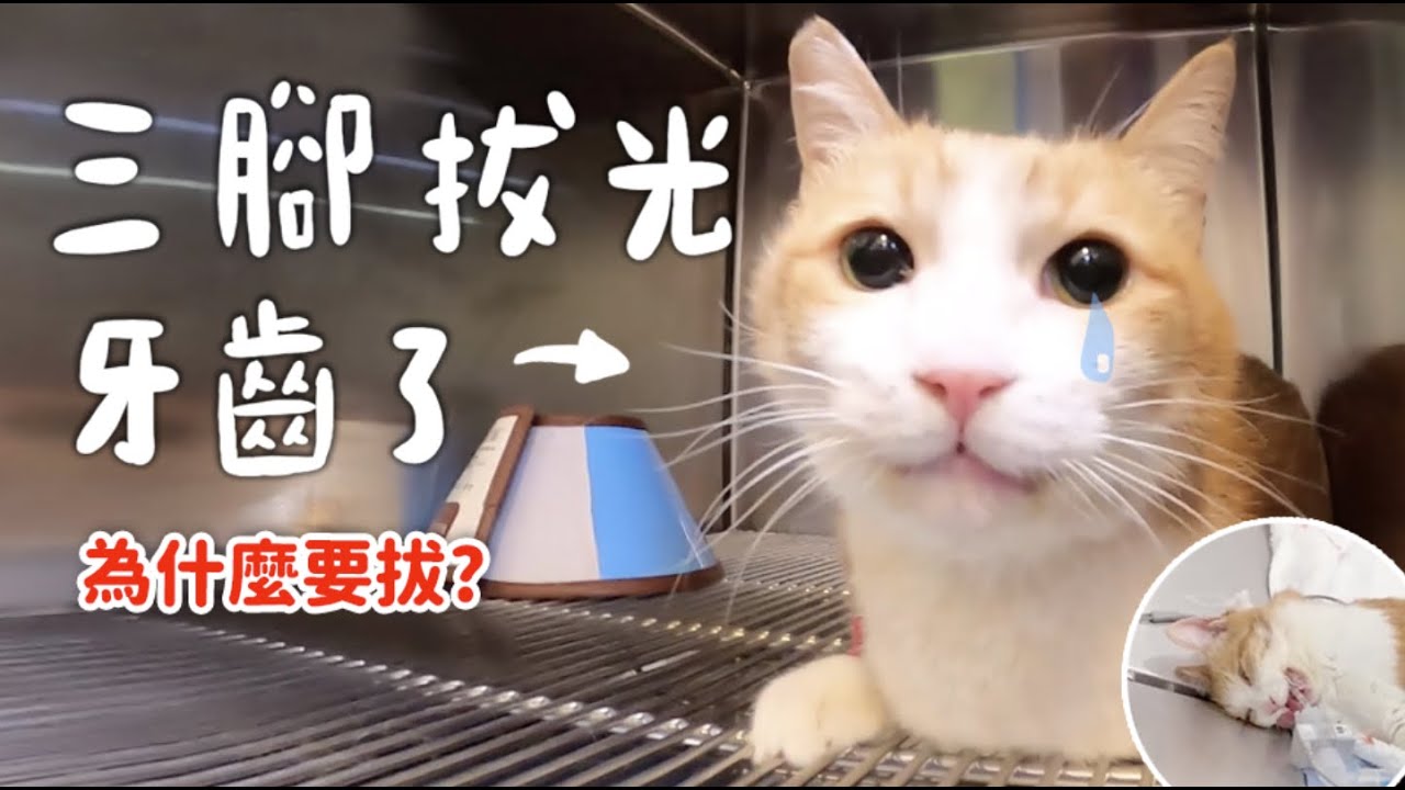 【黃阿瑪的後宮生活】三腳拔光牙齒了! 為什麼要拔?
