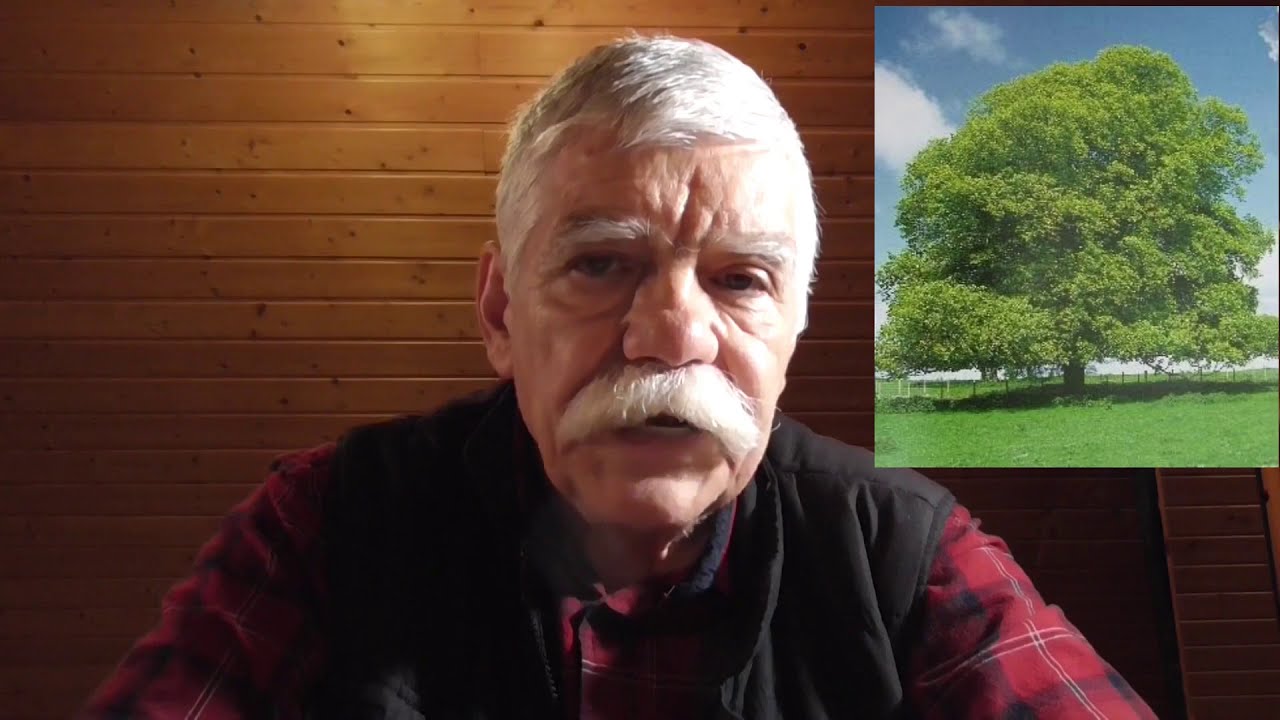 Apicultura: Plantele melifere