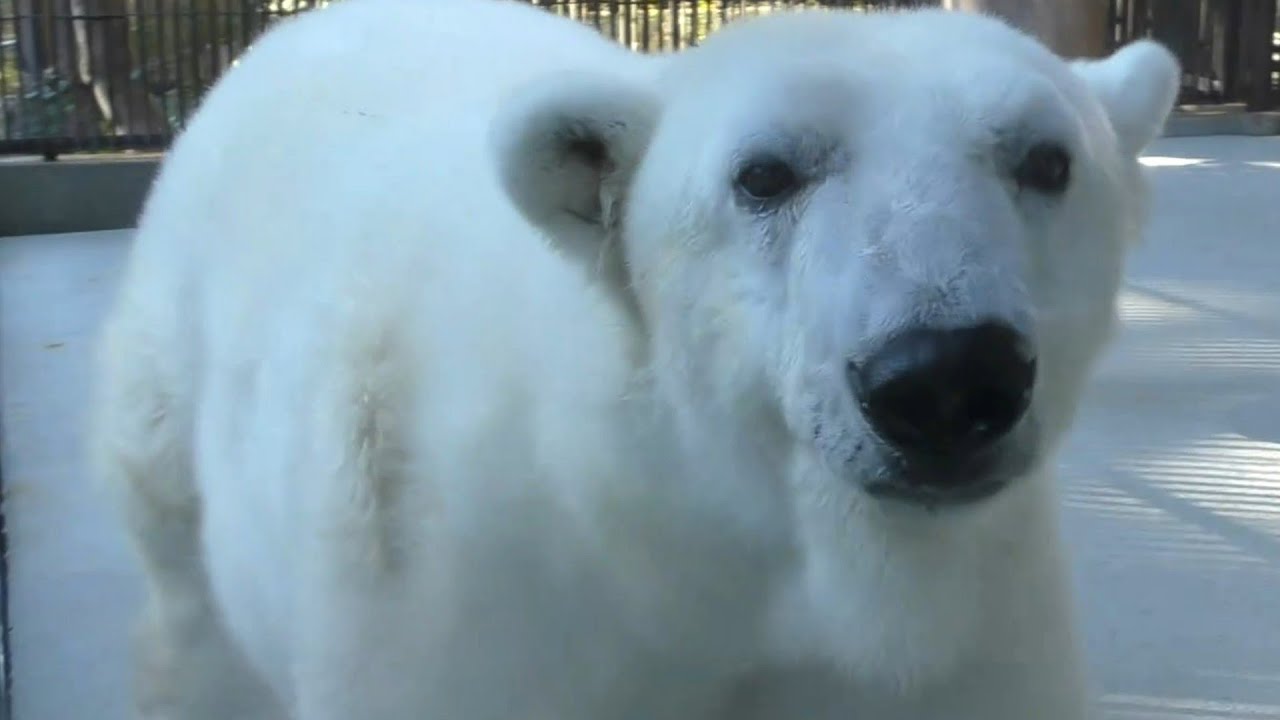 しろくまピース26歳誕生会の日の開園直後の様子♪とべ動物園にて - YouTube