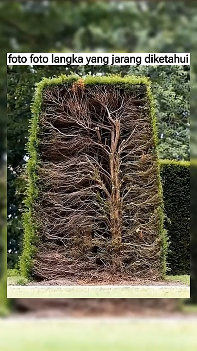 Rare photos that you don't know yet part.1 #uniquefacts #viralknowledge #interestingfacts #rare