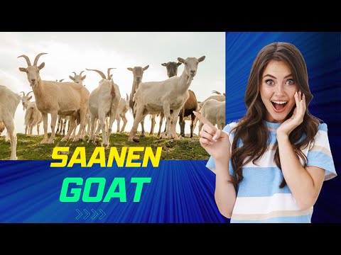 Saanen Goat Breed | Swiss Breed of Domestic Goat | Highest Milk Producing Goat Breed