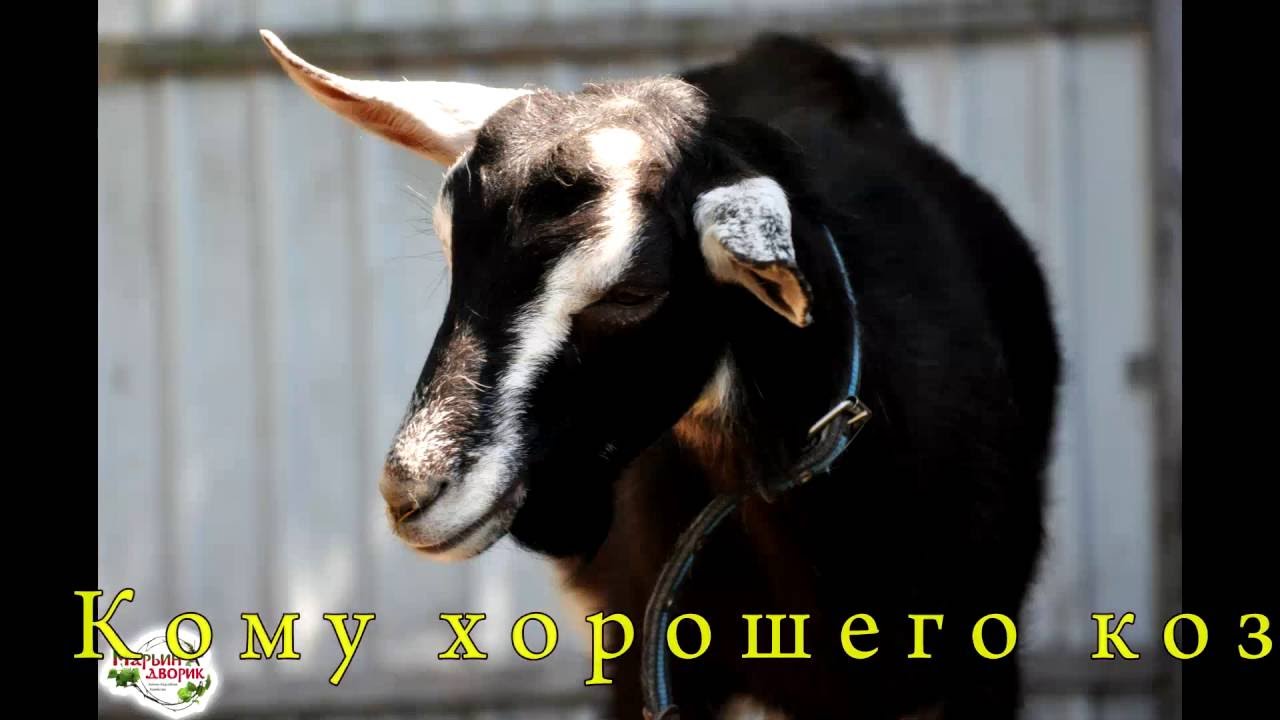 Машина козлик это