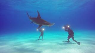 Shark Diving Tiger Beach Bahamas